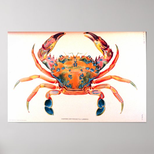 Poster Crabe arc-en-ciel (Devant)