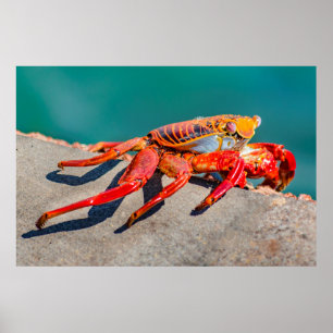 Poster Crabe de couleur, île des Galapagos, Équateur