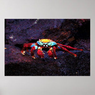 Poster Crabe de Red Rock