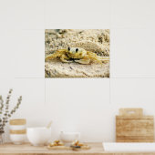 Poster Crabe de sable, Curaçao, îles des Caraïbes, 24x18  (Cuisine)