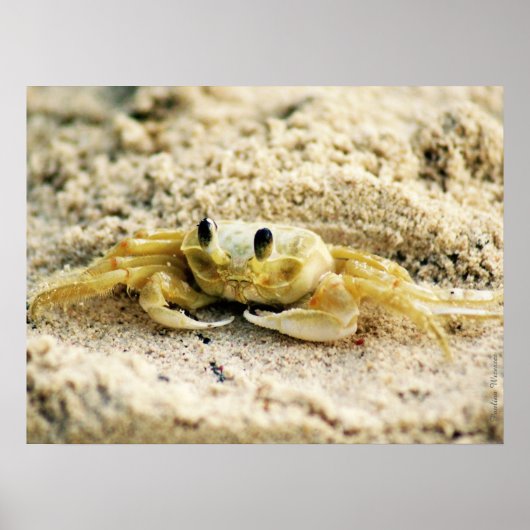 Poster Crabe de sable, Curaçao, îles des Caraïbes, 24x18  (Devant)