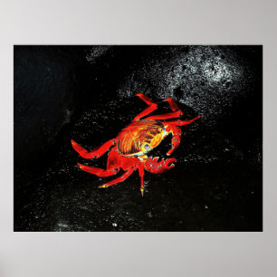 Poster Crabe de Sally Lightfoot