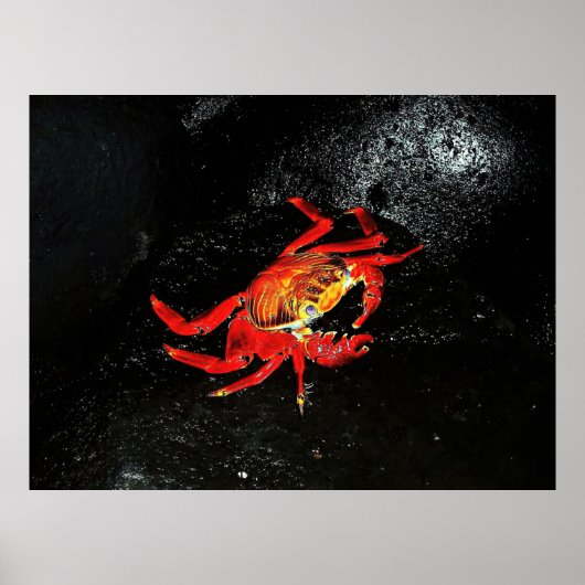 Poster Crabe de Sally Lightfoot (Devant)