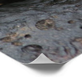 Poster Crabe des Galapagos (Coin)