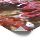 Poster Crabe d'Orangoutan (Coin)