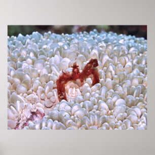 Poster Crabe d'Orangoutan Gilis