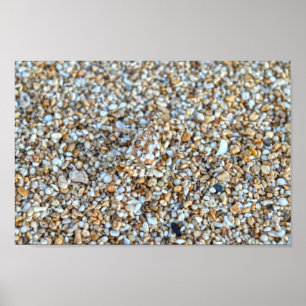 Poster Crabe fantôme Camouflé sur une plage de Kauai, Haw