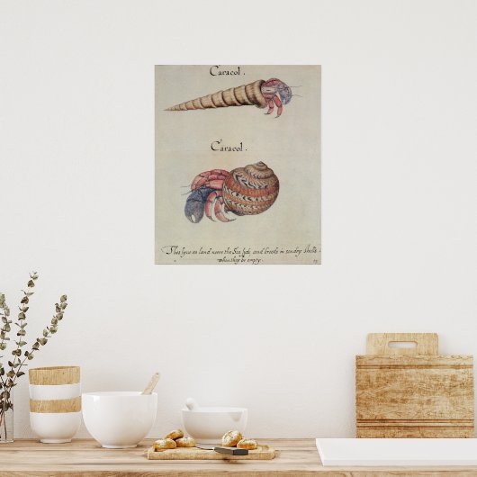 Poster Crabe hermite (Cuisine)