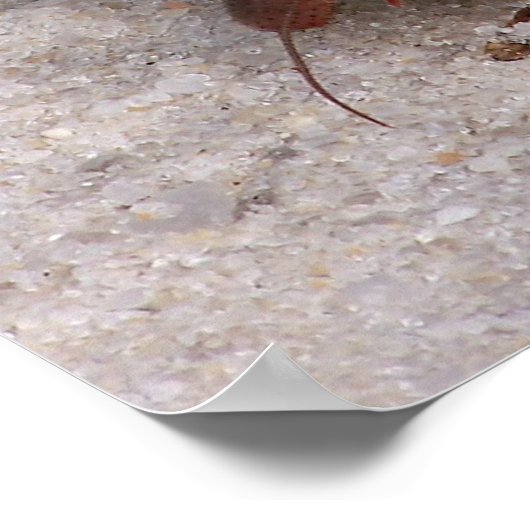 Poster Crabe hermite (Coin)