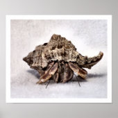 Poster Crabe hermite #1 (Devant)