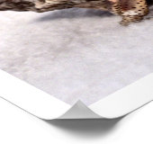 Poster Crabe hermite #1 (Coin)