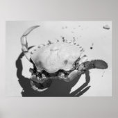Poster Crabe océanique Monochrome Noir Et Blanc (Devant)