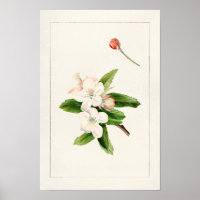 Crabe Pomme Fleur (Malus) aquarelle Peinture