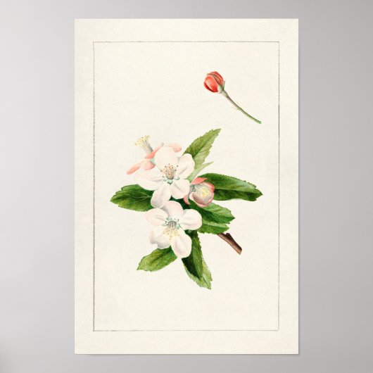 Poster Crabe Pomme Fleur (Malus) aquarelle Peinture (Devant)