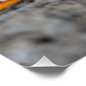 Poster Crabe rouge (Coin)