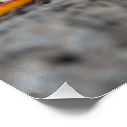 Poster Crabe rouge (Coin)