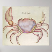 Poster Crabe terrestre (Devant)