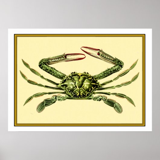 Poster Crabe vintage (Devant)