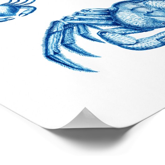 Poster Crabes bleus Vie marine antique Crustacés Imprimer (Coin)