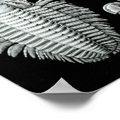 Poster Crabes Ernst Haeckel Aspidonia (Coin)