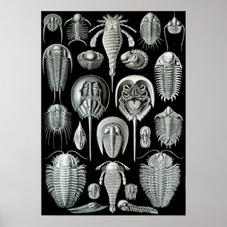 Poster Crabes Ernst Haeckel Aspidonia