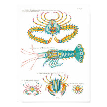 Crabes et crevettes sur tout arrière - plan