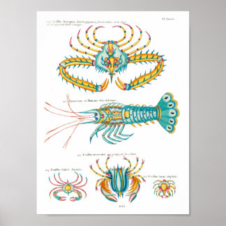 Poster Crabes et crevettes sur tout arrière - plan