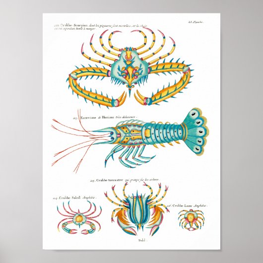 Poster Crabes et crevettes sur tout arrière - plan (Devant)