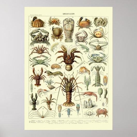 Poster Crabes vintages par Adolphe Millot (Devant)