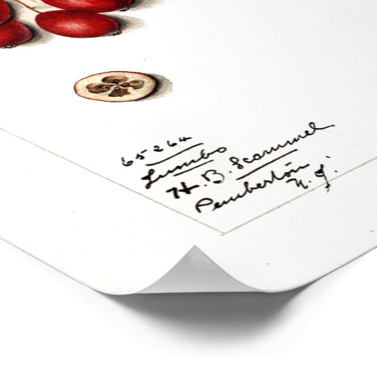 Poster - Cranberries (Coin)