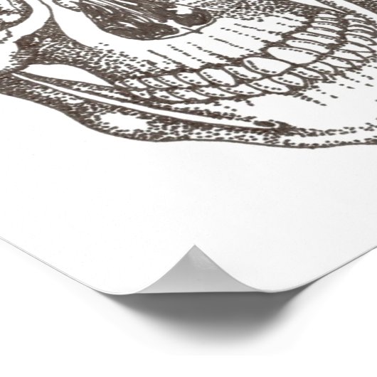 Poster crâne (Coin)