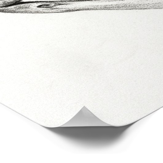 Poster Crâne animal vintage (Coin)