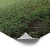 Poster Crâne de buffle dans l'herbe de la prairie près de (Coin)