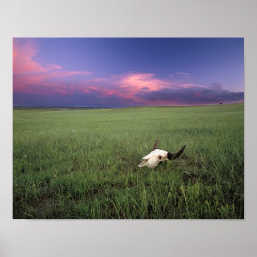Poster Crâne de buffle dans l'herbe de la prairie près de (Devant)