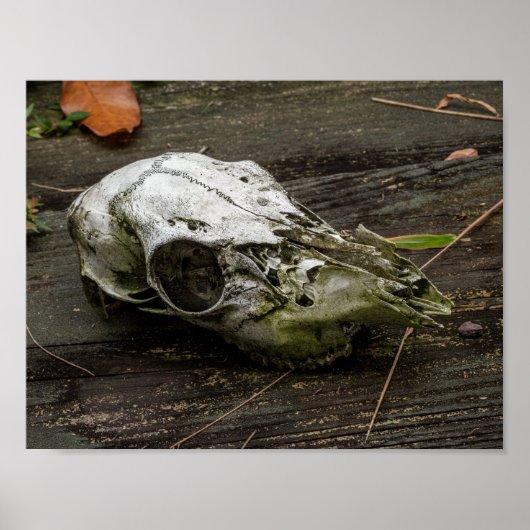 Poster Crâne de cerf de Virginie (Devant)