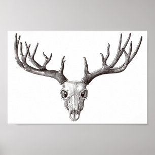 Poster Crâne de cerf vintage/Antlers