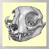 Poster Crâne de chat (Devant)