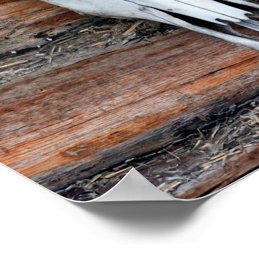 Poster Crâne de vache monté (Coin)