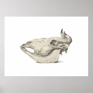 Poster Crâne de vache, vu de côté dessin