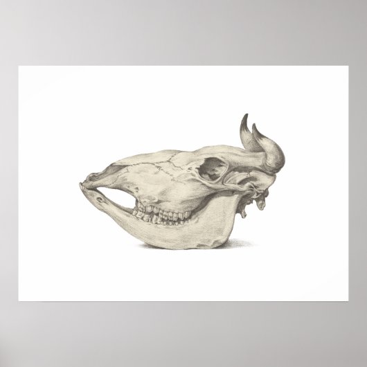 Poster Crâne de vache, vu de côté dessin (Devant)