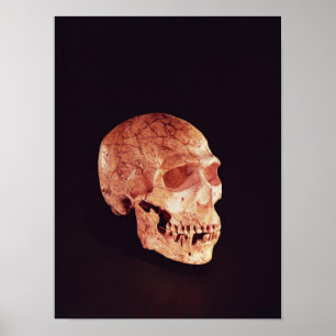 Poster Crâne Neandertal, découvert sur Mt Carmel