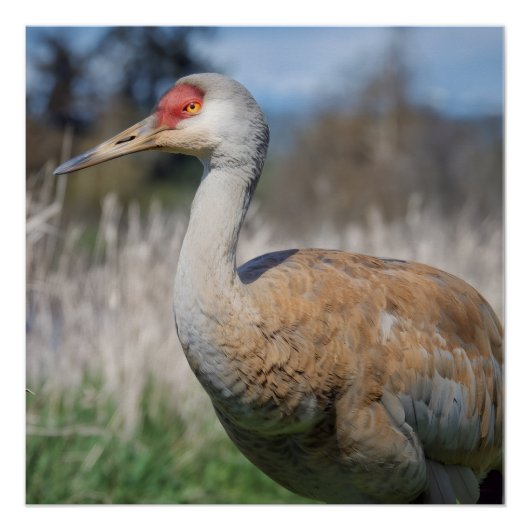 Poster Crane View (Devant)