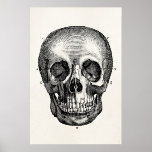 Poster Crâne vintage des années 1800 Crâne Retro Skeleton