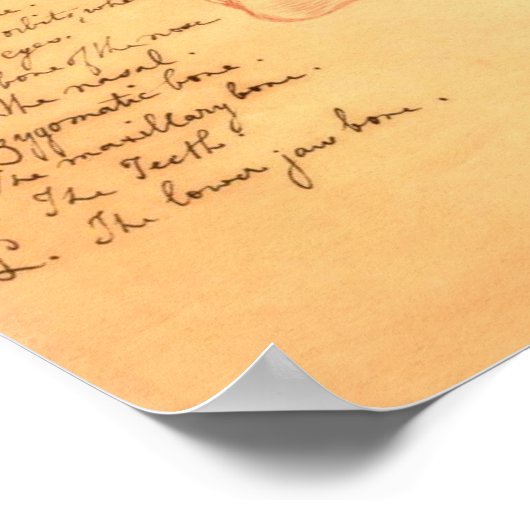 Poster Crânes (Coin)