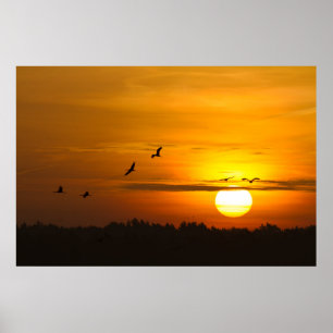 Poster Cranes at sunrise
