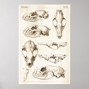 Poster Crânes de copie vétérinaire d'anatomie de