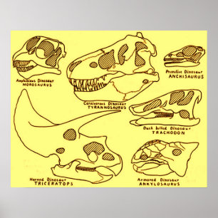 Poster Crânes de dinosaure