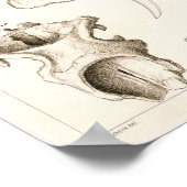 Poster Crânes de mammifères Anatomie de la mangée vétérin (Coin)