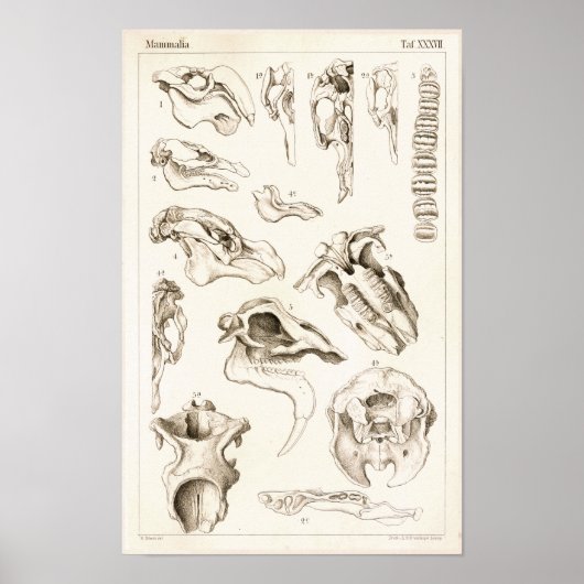 Poster Crânes de mammifères Anatomie de la mangée vétérin (Devant)
