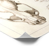 Poster Crânes de mammifères Anatomie vétérinaire Imprimer (Coin)